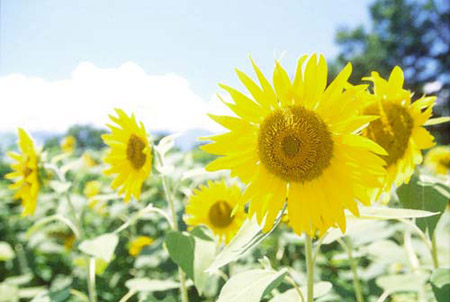 sunflower3