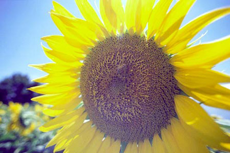 sunflower5