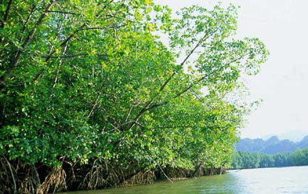 langkawi10