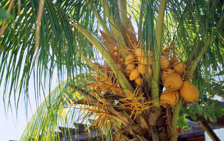 langkawi27