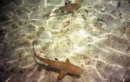 langkawi41